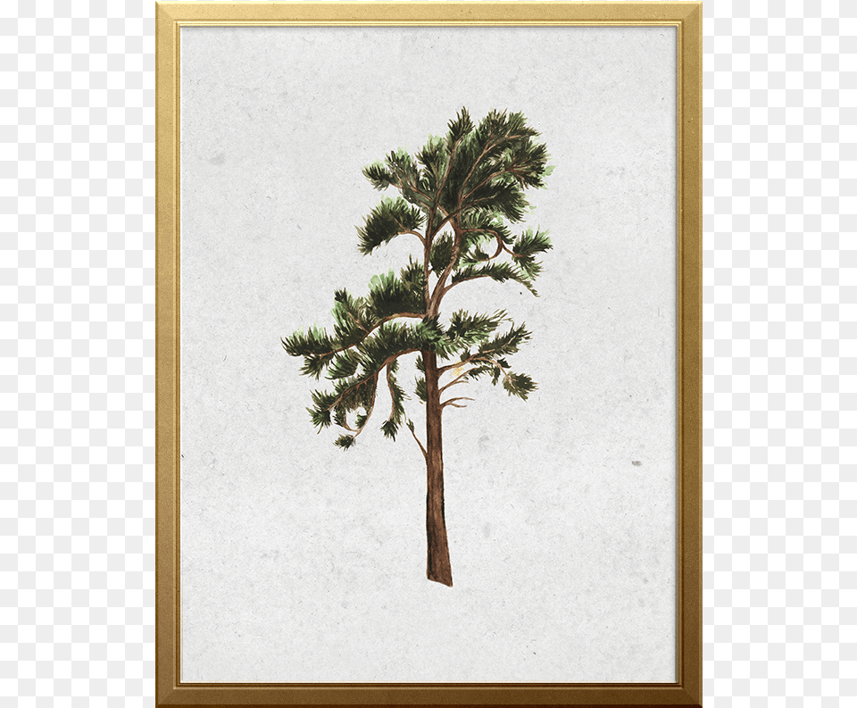 Mexican Pinyon, Plant, Tree, Conifer, Tree Trunk Free Png