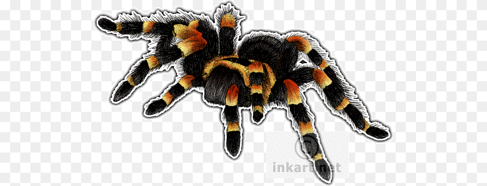 Mexican Red Kneed Tarantula Decal Mexican Red Knee Tarantula, Animal, Invertebrate, Spider, Insect Free Transparent Png