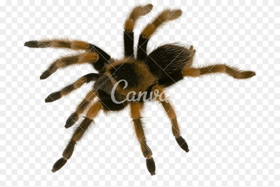 Mexican Redknee Tarantula, Animal, Invertebrate, Spider, Insect Free Png Download