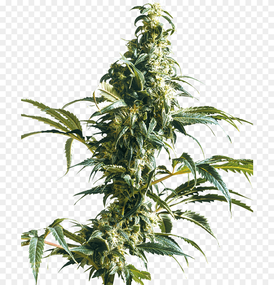 Mexican Sativa, Leaf, Plant, Hemp Png