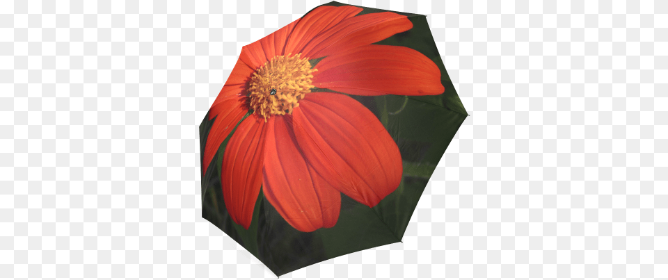 Mexican Sunflower By Dee Flouton Foldable Umbrella Poinsettia, Flower, Petal, Plant, Canopy Png Image