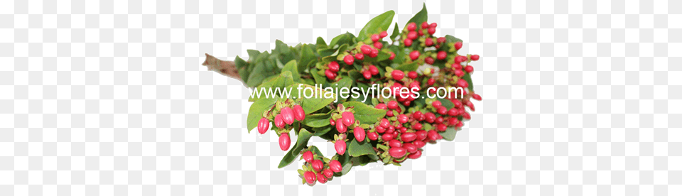 Mexico City, Plant, Flower, Herbs, Herbal Png