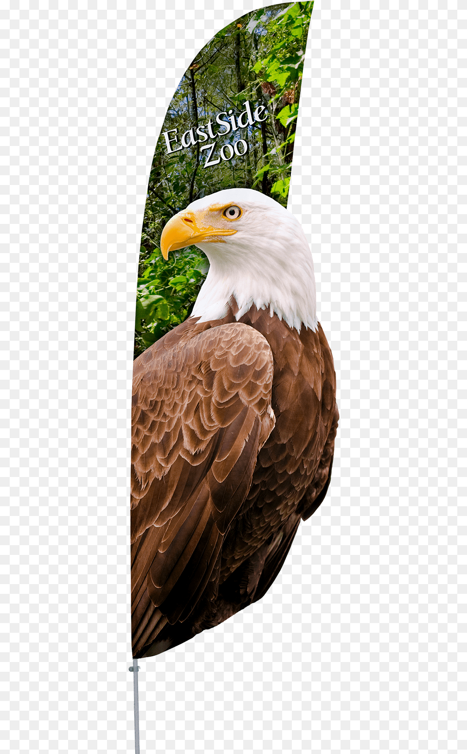 Mexico Flag Eagle, Animal, Beak, Bird, Bald Eagle Free Png