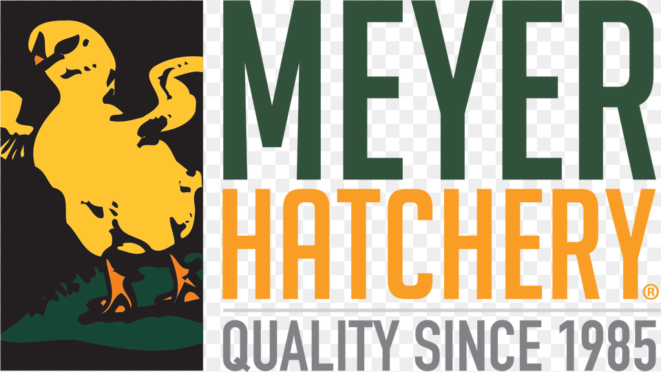 Meyer Hatchery, Baby, Person, Scoreboard, Animal Free Png Download