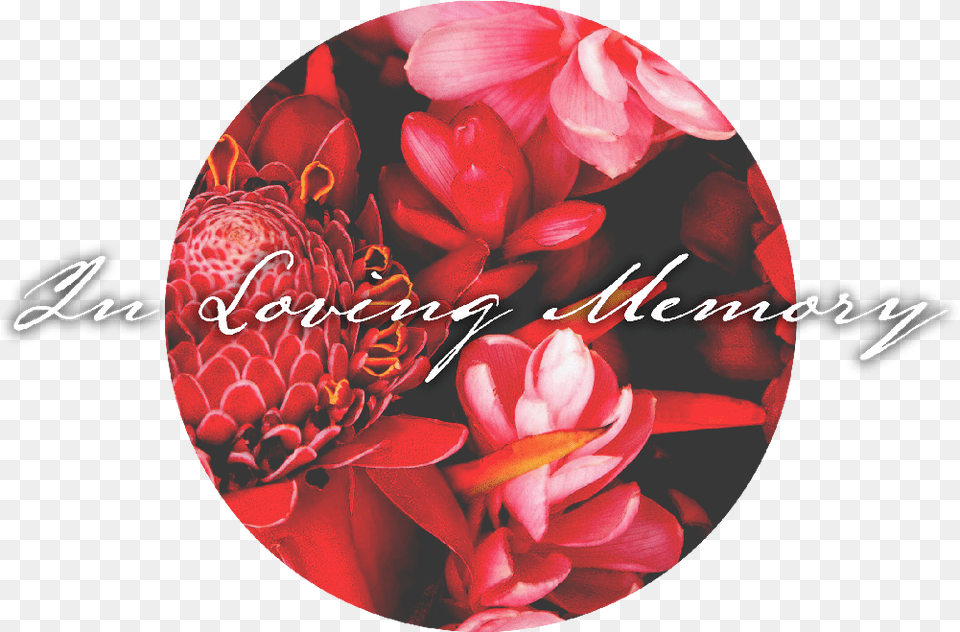 Mfc Inlovingmemoryof Memorial Funeral Chapels Artificial Flower, Dahlia, Petal, Plant, Rose Free Transparent Png