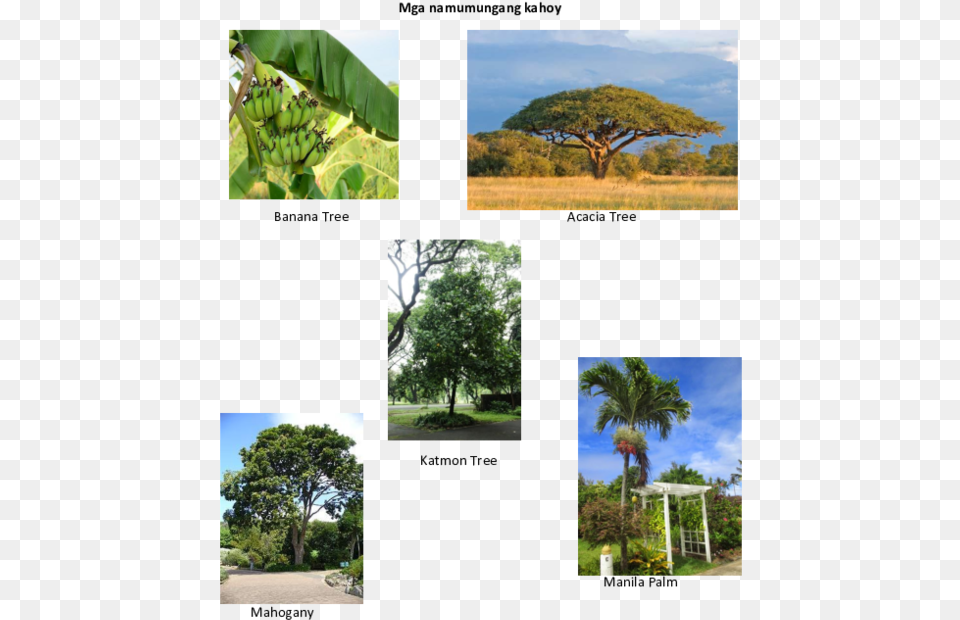 Mga Namumungang Kahoy Banana Tree Acacia Tree Katmon Roystonea, Art, Collage, Vegetation, Summer Free Transparent Png