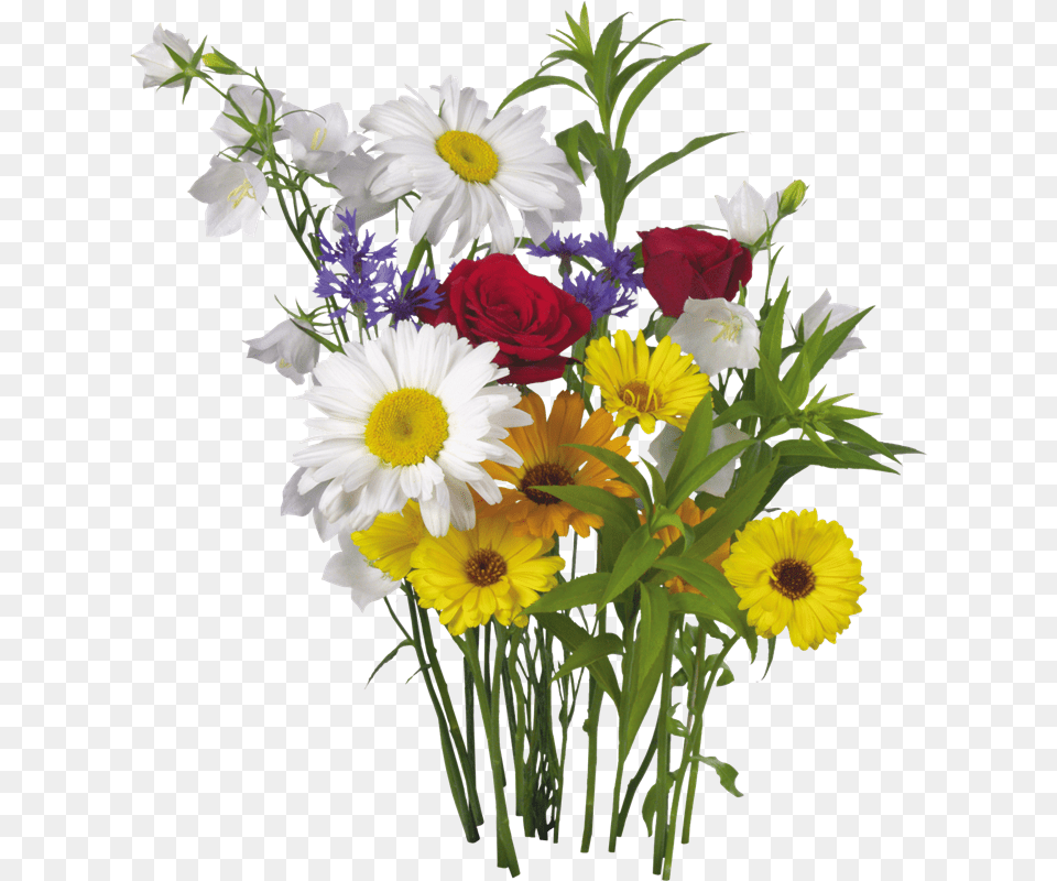 Mi Artista Favorito Es Colour Flower And White Hd Background, Daisy, Flower Arrangement, Flower Bouquet, Plant Png Image