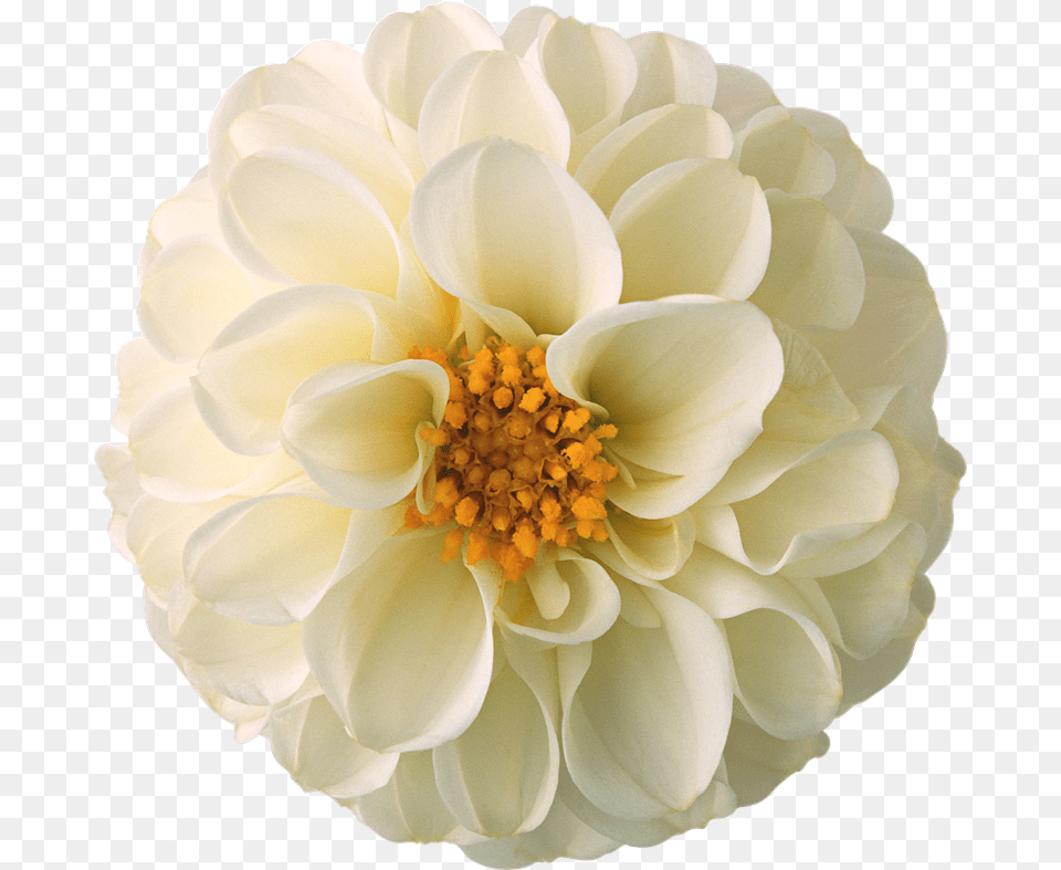 Mi Artista Favorito Es Flores Para Photoscape, Dahlia, Flower, Plant, Rose Png Image