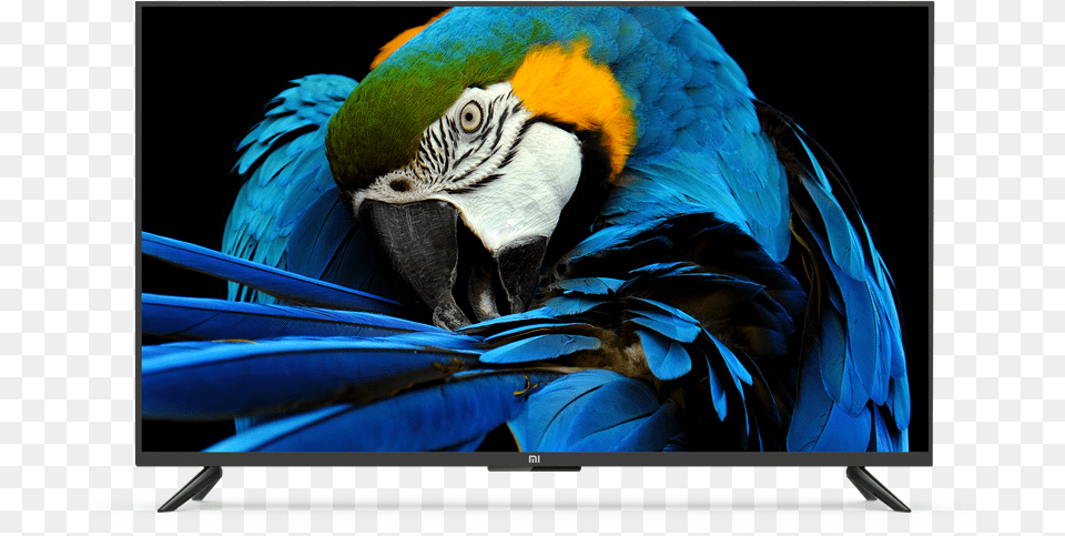 Mi Ledsmarttv4apro49 Mi India Mi Bird Tv, Animal, Macaw, Parrot Png