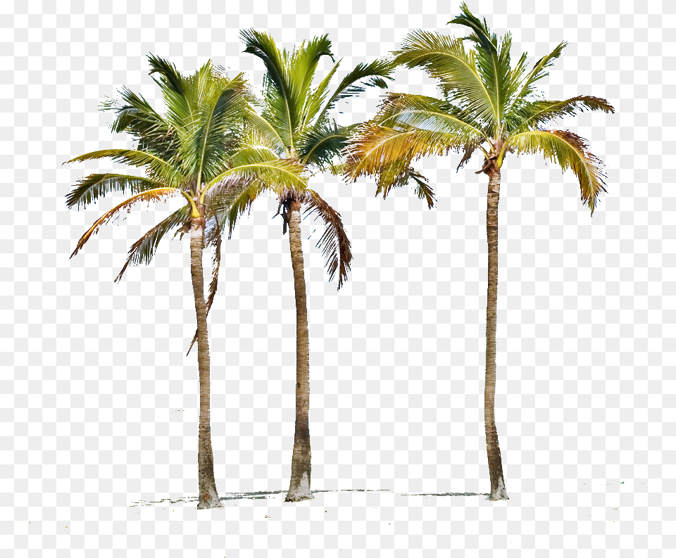Miami Palm Tree, Palm Tree, Plant, Summer, Nature Free Transparent Png