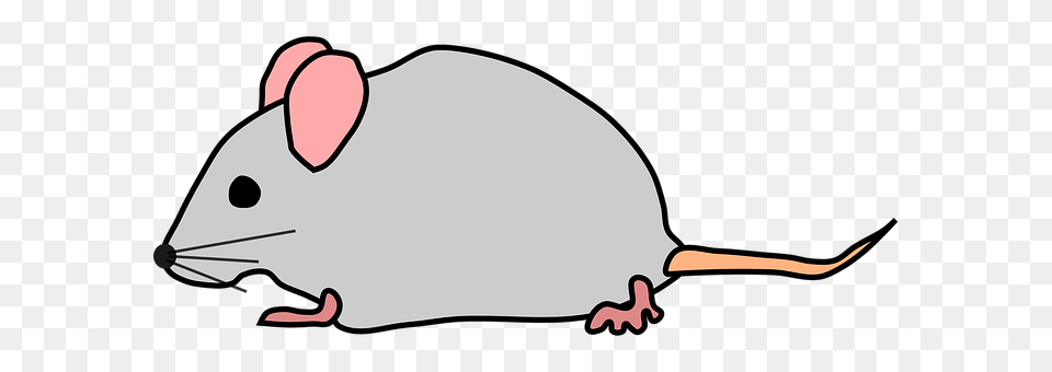 Mice Animal, Mammal, Rodent, Rat Png Image