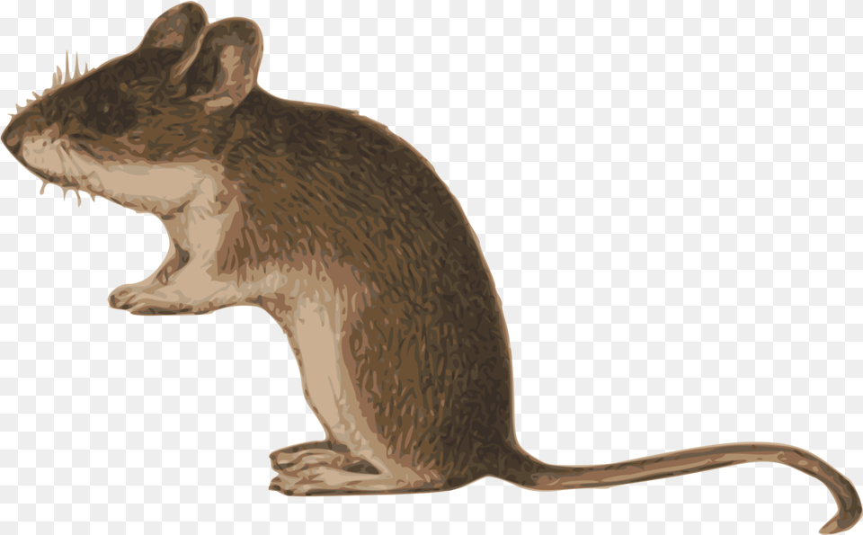 Mice Clipart Mouse Tail Background Mouse Animal, Mammal, Dinosaur, Reptile Png