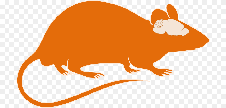 Mice Clipart Orange Animal Clipart With Brain, Mammal, Rodent, Fish, Sea Life Free Transparent Png