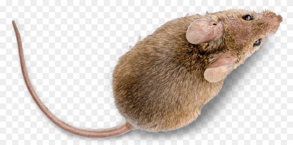 Mice Pest Control Treatment From Sudden Death Marsh Rice Rat, Computer Hardware, Electronics, Hardware, Mouse Png Image