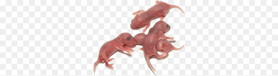 Mice Pink Mice For Snakes, Animal, Mammal, Pig Free Png