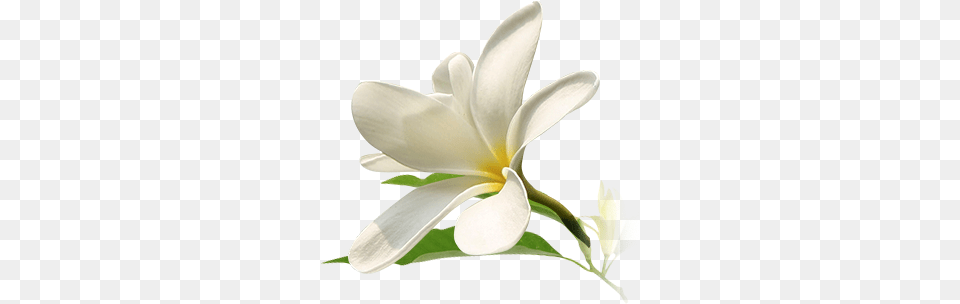 Michelia Champaca Flower, Petal, Plant Free Png Download