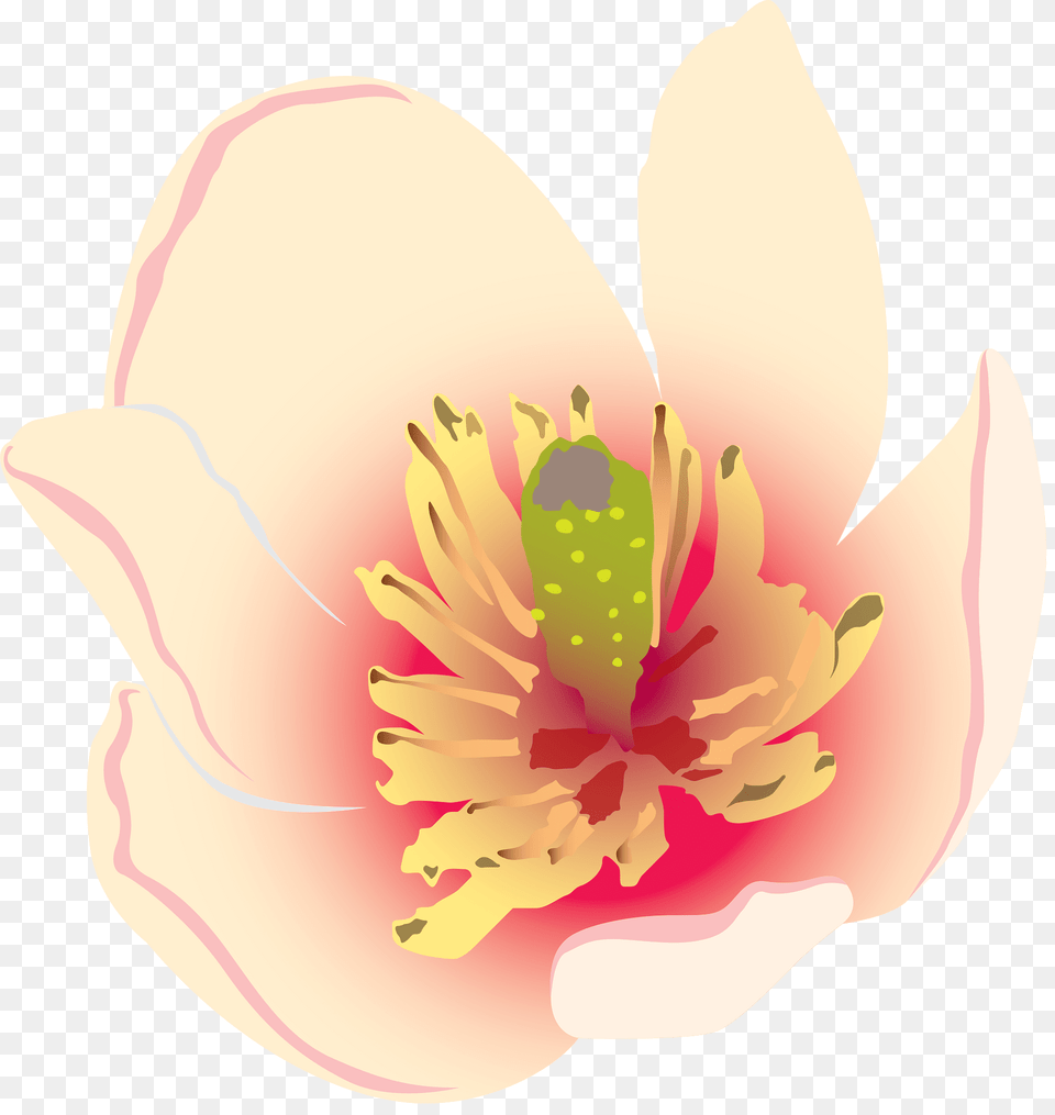 Michelia Figo Clipart, Anemone, Anther, Flower, Petal Png