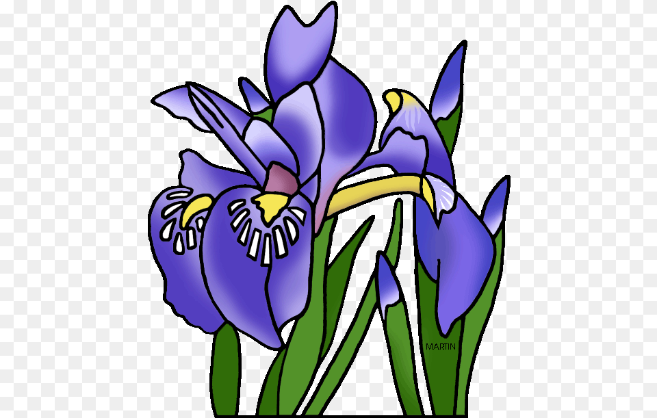 Michigan State Wild Flower Dwarf Lake Tennessee State Flower Clipart, Iris, Plant, Purple, Baby Free Png Download