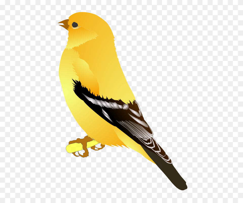 Michowwtru Gold Finch, Animal, Bird, Canary Free Png Download