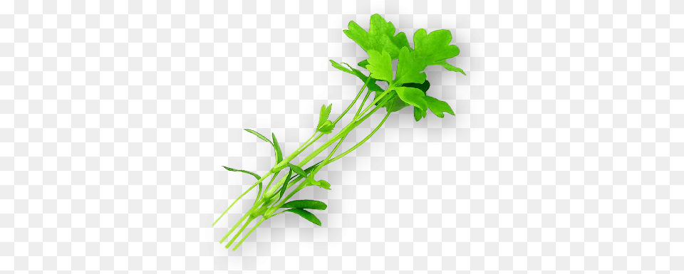Micro Celery Grass, Herbs, Parsley, Plant Png
