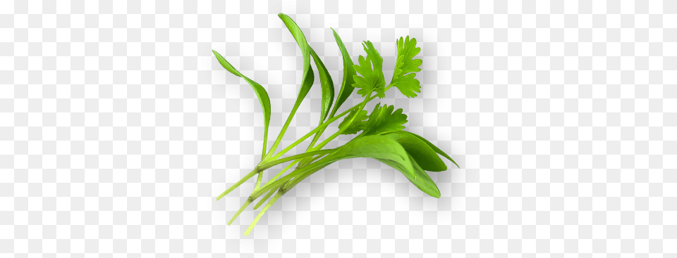 Micro Cilantro Arugula, Herbs, Parsley, Plant Png Image