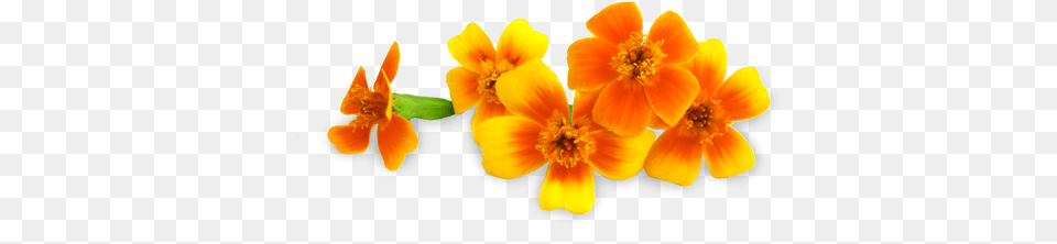 Micro Marigolds Lovely, Anemone, Anther, Flower, Petal Free Transparent Png