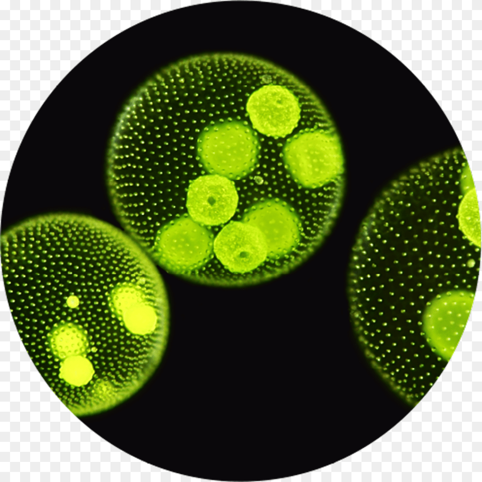 Microalgae Microscope View Image Algae Evolve Sexual Reproduction, Moss, Plant, Pattern Free Png