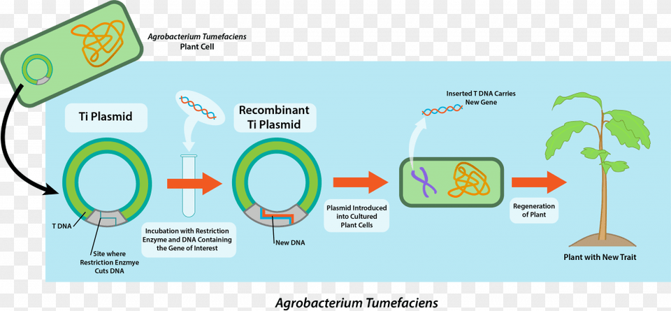 Microbes In Genetic Engineering, Plant, Text Free Png Download