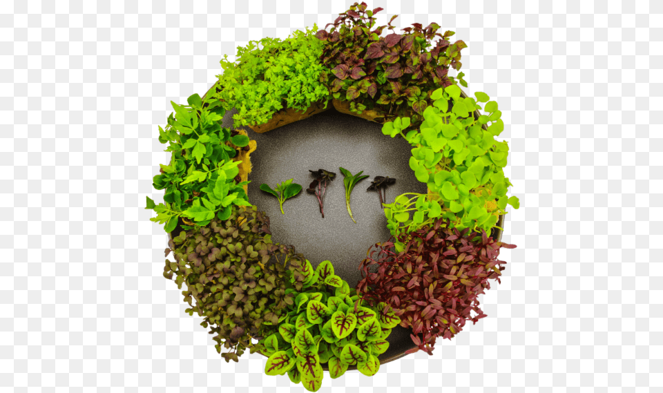 Microgreens Wreath, Plant, Leaf Free Png Download