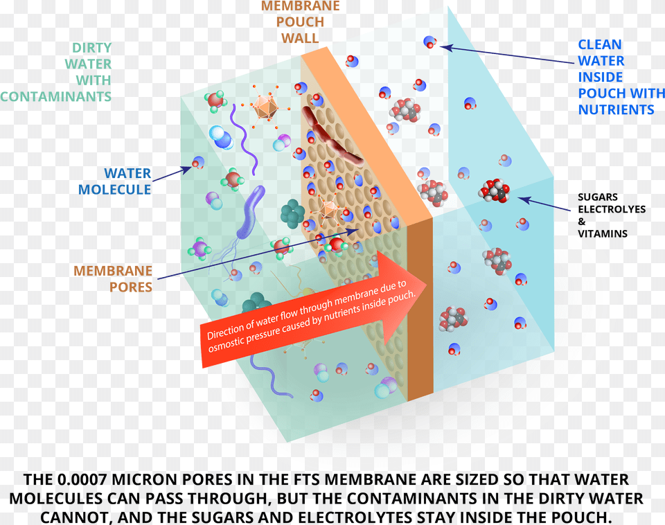 Micron Pores In The Fts Membrane Are Sized So Graphic Design, Chart, Plot, Outdoors Free Png