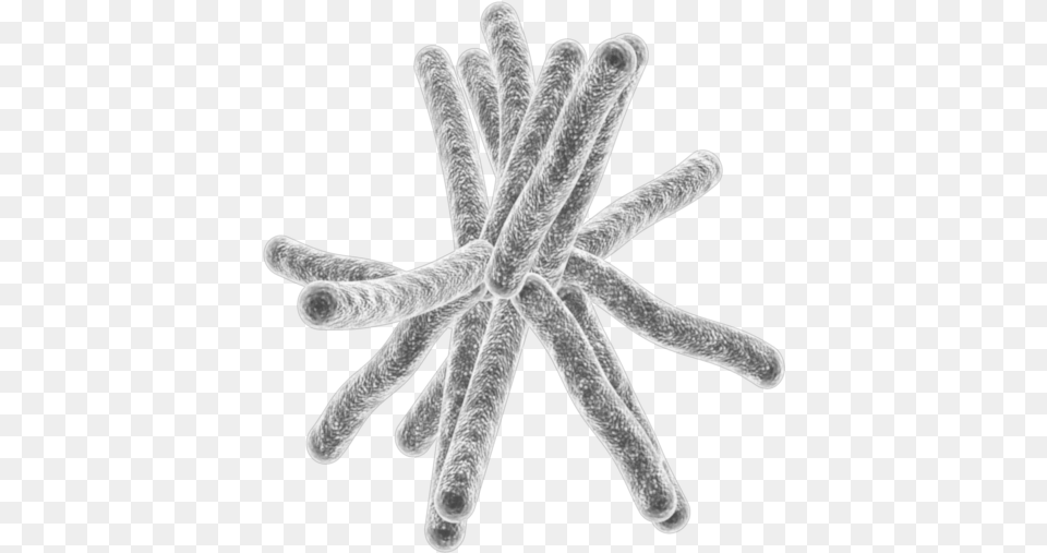 Microorganisms With No Background, Ice, Nature, Outdoors, Plant Png