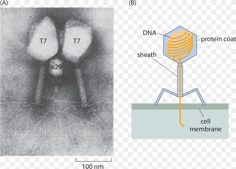 Microscopic Structure Of Virus, Symbol Free Transparent Png