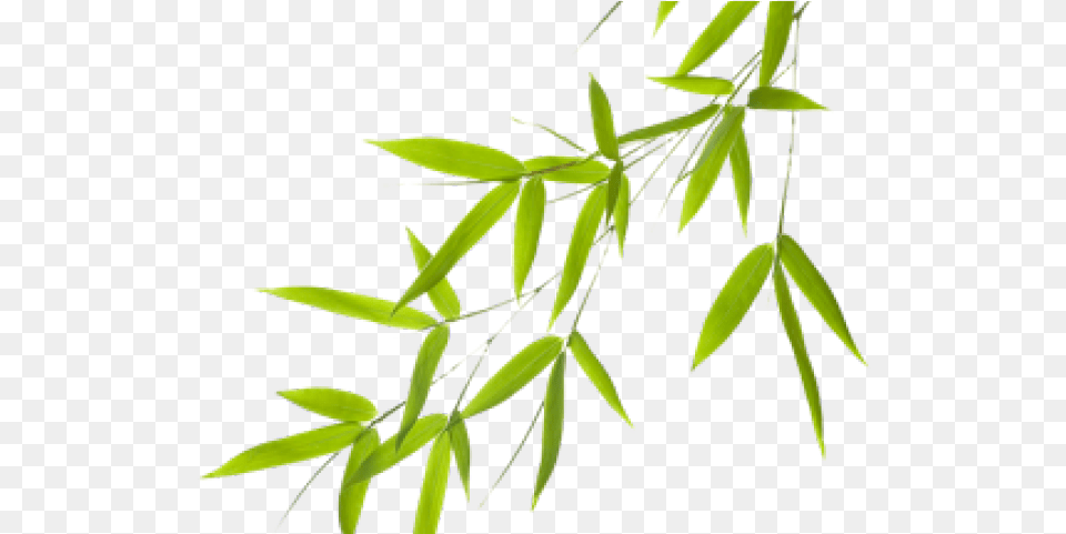 Microsoft Powerpoint, Leaf, Plant, Tree, Bamboo Png