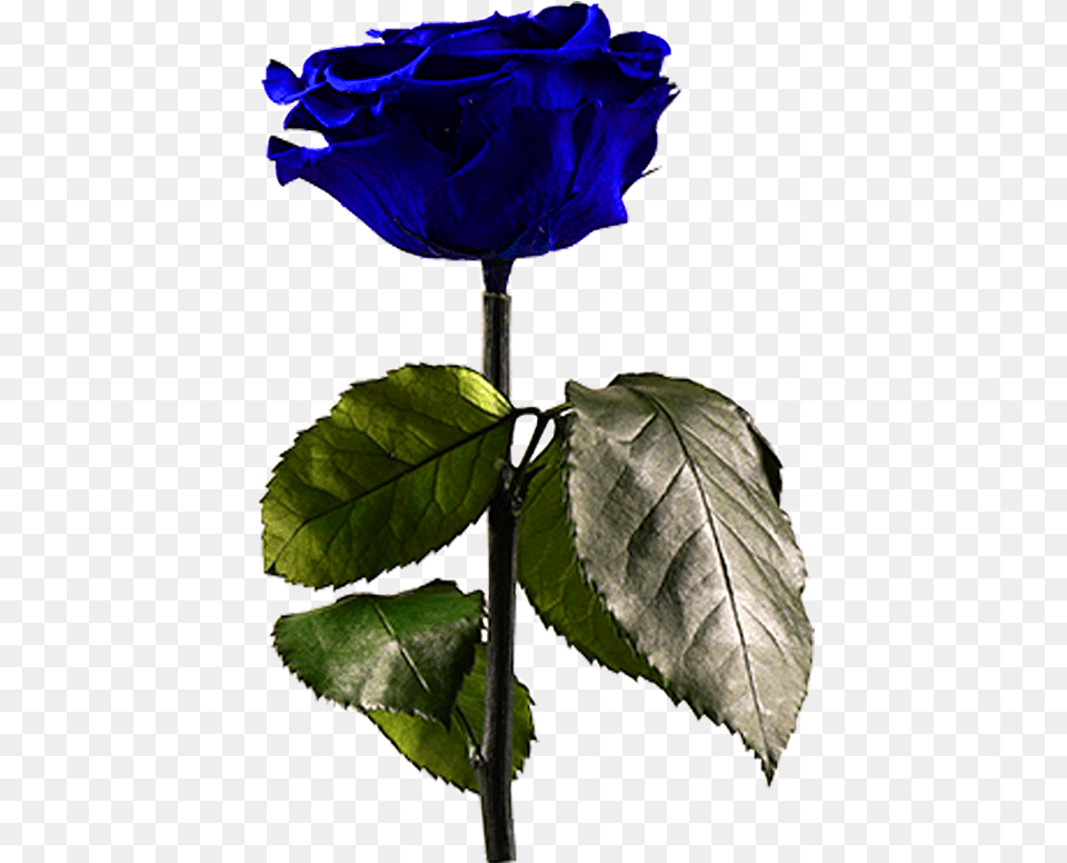 Midnight Bluedata Rimg Lazydata Rimg Scale Blue Rose, Flower, Plant, Leaf, Acanthaceae Free Transparent Png