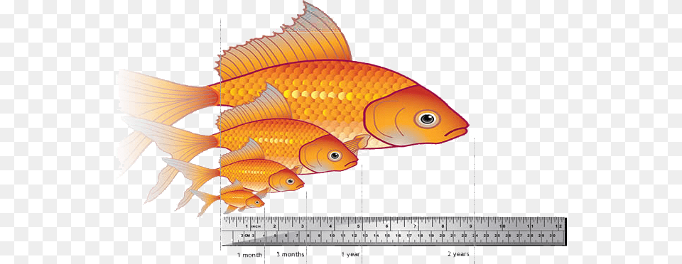 Midnight Snack Long Sleeve Big Do Goldfish Get, Animal, Sea Life, Fish Free Transparent Png