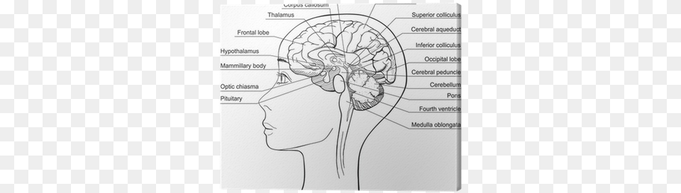 Midsagittal Section Of The Human Brain Vector Canvas Midsagittal Section Of Human Brain Labeled, Body Part, Face, Head, Neck Png Image