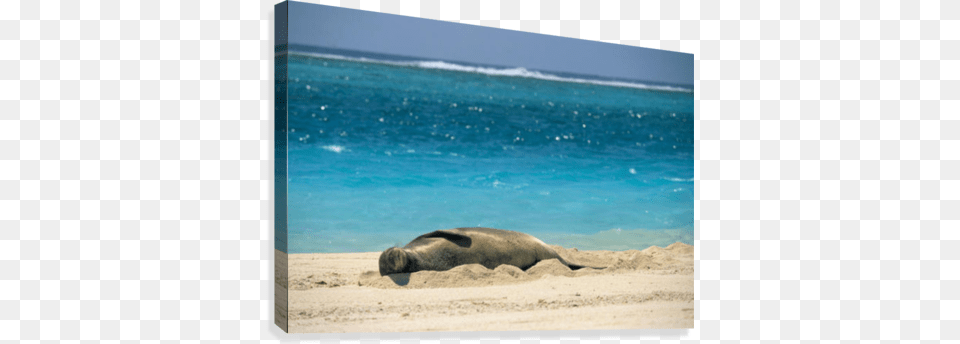 Midway Atoll Hawaiian Monk Seal Laying In Sand With Great Big Canvas Rick Gaffney Poster Print Entitled, Sea, Beach, Water, Coast Png