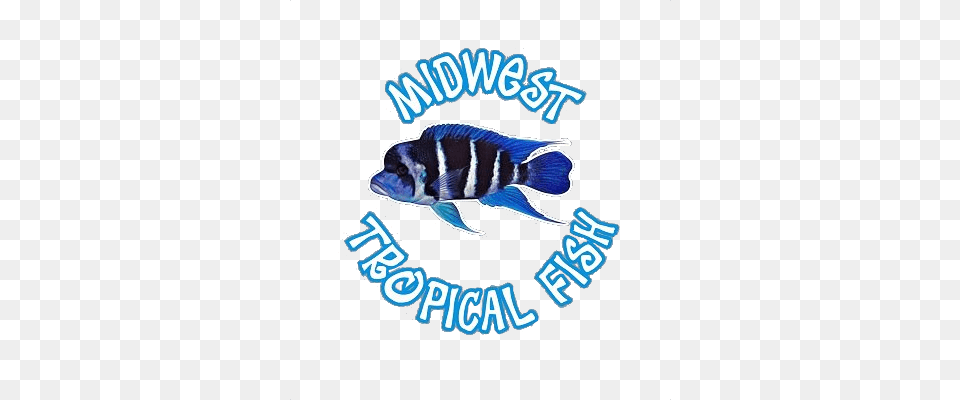 Midwesttropicalfish, Animal, Fish, Sea Life Png Image