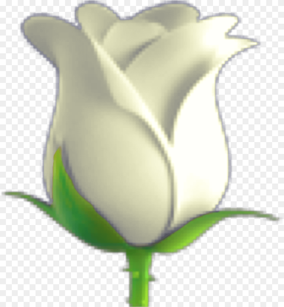 Might Need To Redo This White Rose Emoji, Flower, Plant, Animal, Bird Free Png