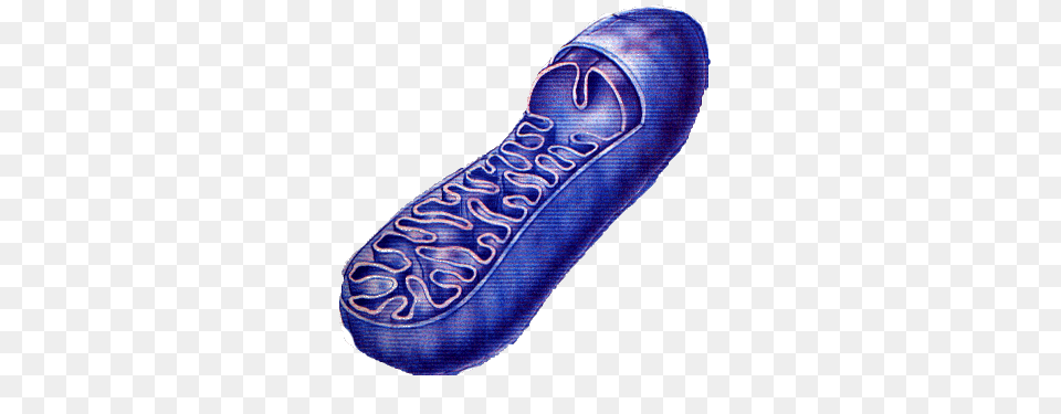 Mighty Mitochondria, Clothing, Footwear, Shoe, Sneaker Free Png