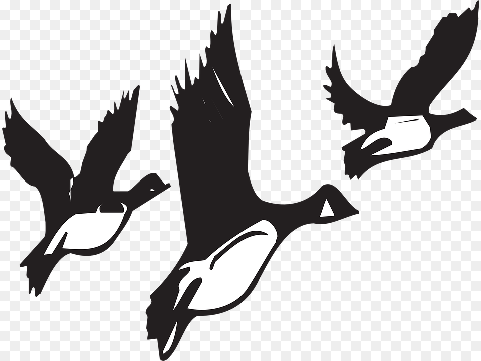 Migration Clipart Bird Fly Birds Migrating Black And White, Flying, Animal, Waterfowl, Goose Png