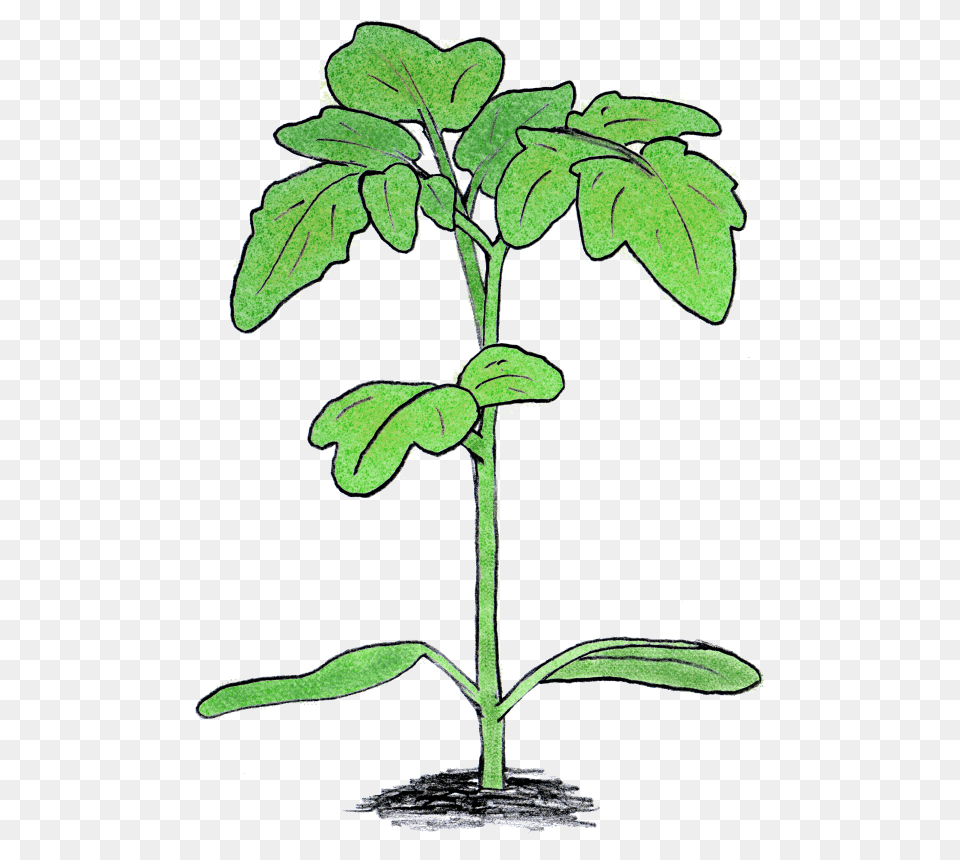 Mike Roberts, Leaf, Plant, Tree Png Image