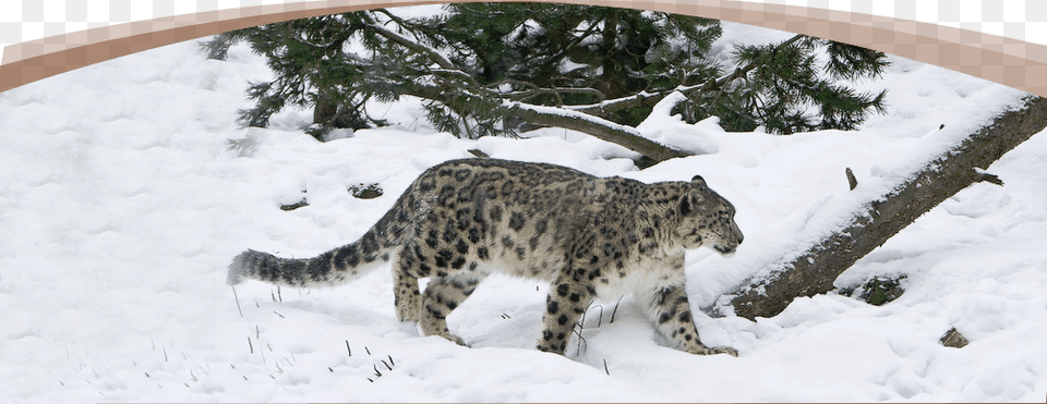 Milestone Journeys Offer Fixed Departure And Customized Snow Leopard In Central Asia, Animal, Mammal, Panther, Wildlife Free Png