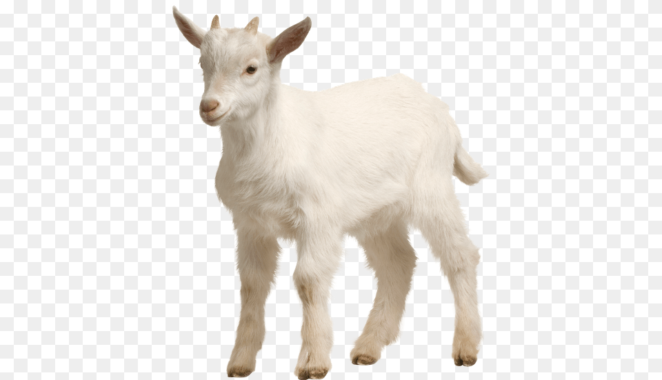 Miley Cyrus Goat Source Usveterinary Icu Patient Monitor Vital Signs Monitorecg, Livestock, Animal, Mammal, Sheep Png