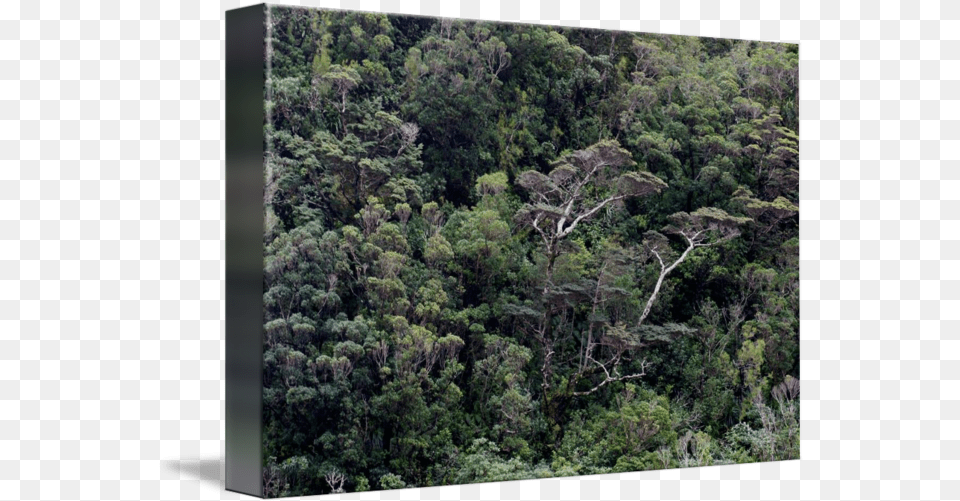 Milford Sound Tree Canopy Forest, Woodland, Vegetation, Rainforest, Plant Png