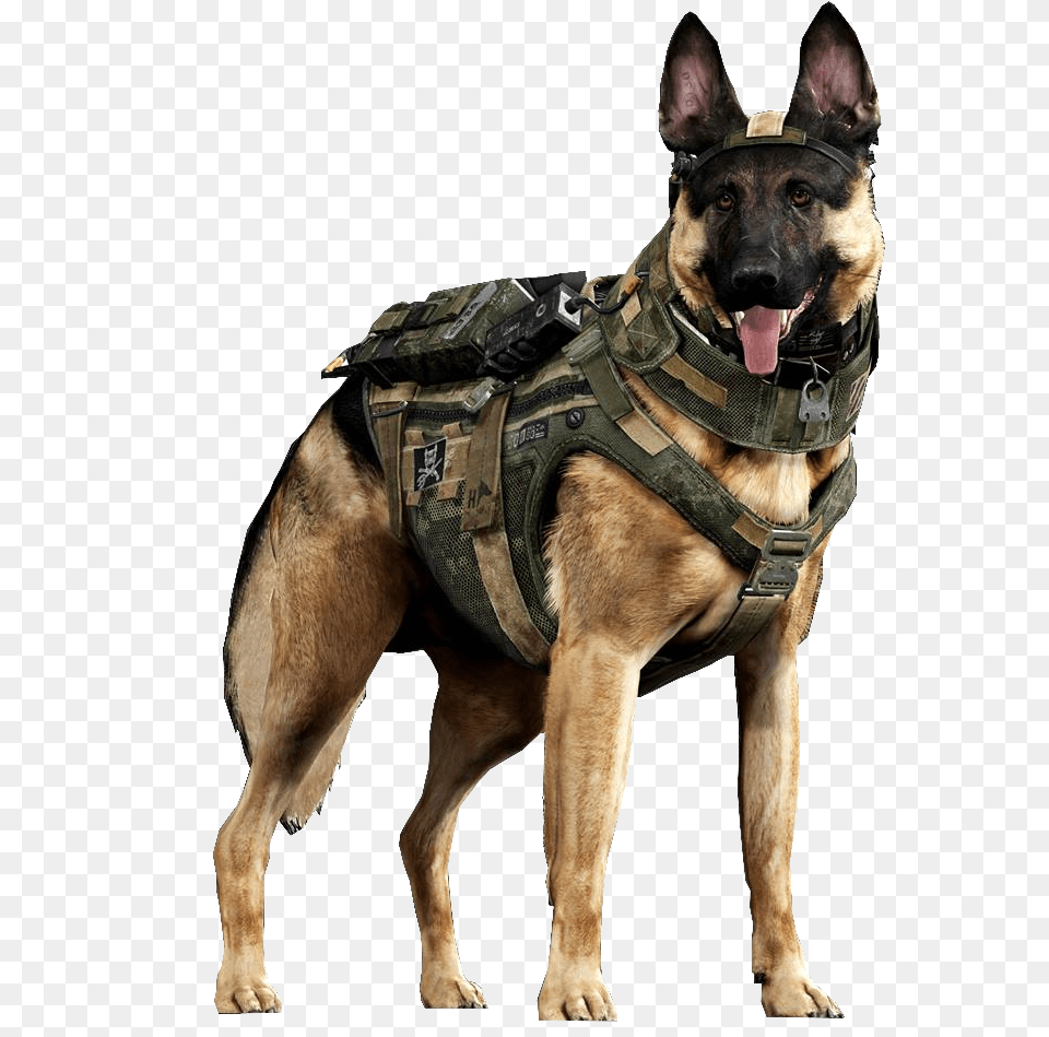 Military German Shepherd Dog, Animal, Canine, Mammal, Pet Free Png Download
