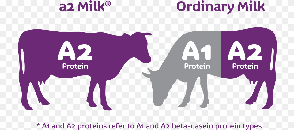 Milk, Purple, Livestock, Animal, Cattle Png Image
