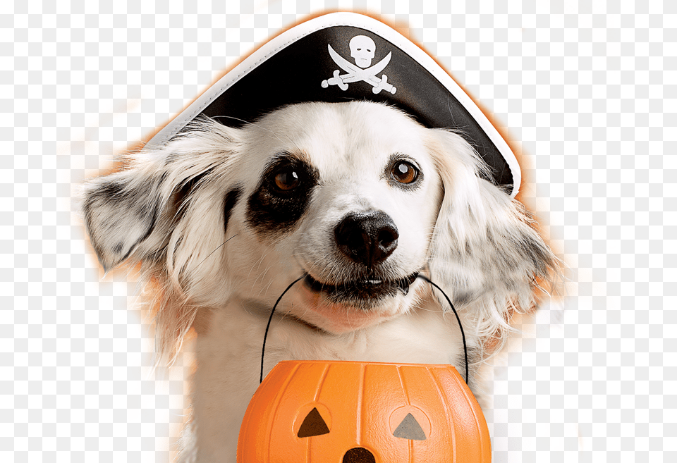 Milk Bone Study Shows Dogs Are Ultimate Trick Or Treaters Trick Or Treating Dog, Animal, Canine, Mammal, Pet Free Transparent Png