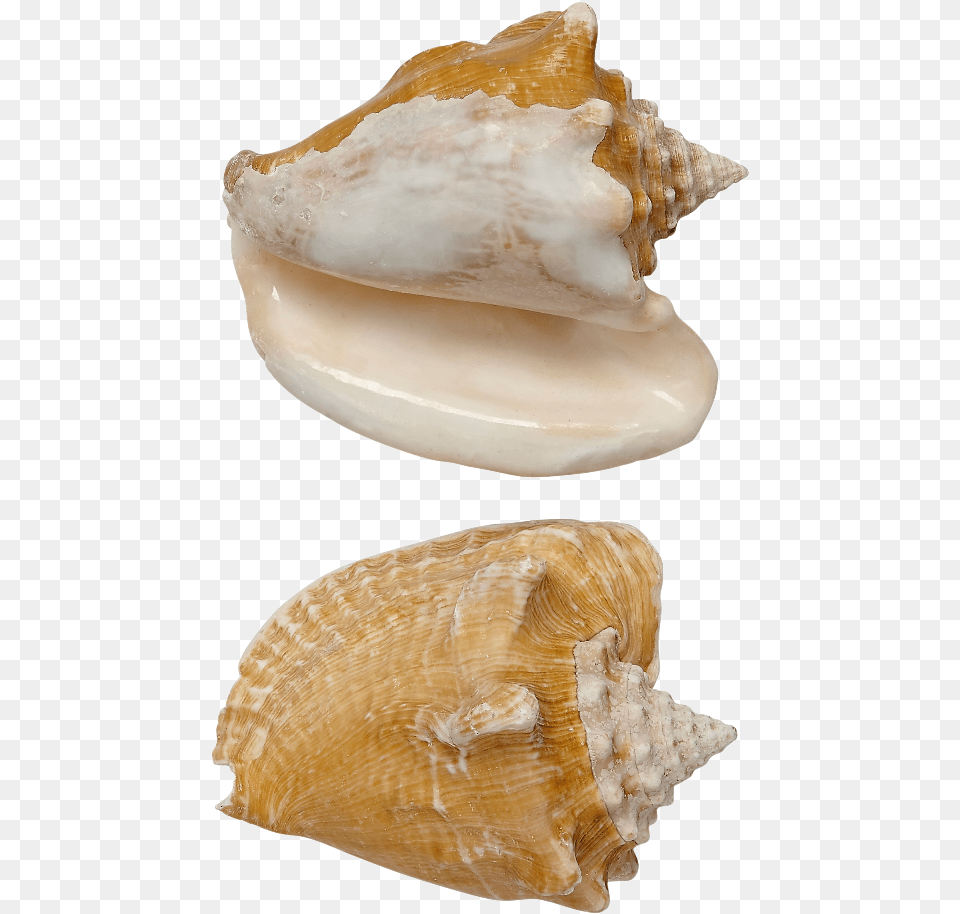 Milk Conch Shell Seashell 5 6 Seashell, Animal, Invertebrate, Sea Life, Fungus Png