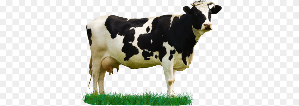 Milk Cow Cow Images Hd, Animal, Cattle, Dairy Cow, Livestock Free Png